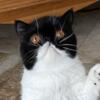 CFA Registered Black and White Spayed Female Show Quality Exotic Shorthair