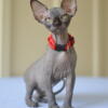 Black sphynx male kitten available