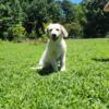 Female Great Pyrenees