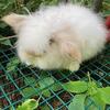 Lionlop Bunnies