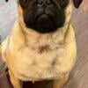 8 month old male pug