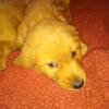 AKC Golden Retriever puppies 