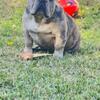 Merle French Bulldog 