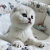 Scottish Fold kittens (champion bloodlines) for sale