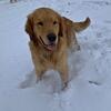 AKC Golden retriever for  stud