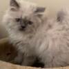 CFA Registered Blue Point Male Persian Kitten