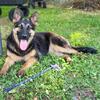AKC registered German shepherd FEMALE