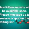 ragdoll kittens Tica Registered