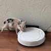 6 weeks mini pig