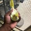 Three Cockatiels for sale