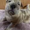 Merle Shar Pei puppy