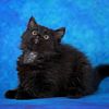 Amazing Siberian kitten from reputable breeder, hypoallergenic TICA registered