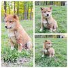 Shiba Inu Puppies