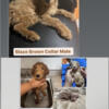 Goldendoodle puppies need forever homes 17weeks old