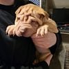 Shar Pei Puppies