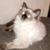 Very sweet female Ragdoll kitten