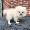 CKC Pomeranian: CHIEF