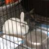 2 Female Rabbits Looking for Rehoming