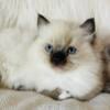 Ragdoll kittens * TICA registered