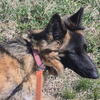 Gsd AKC