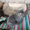 Exotic shorthair babies