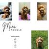 Mini Poodle for Stud Service 