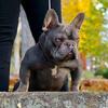 AKC Mini French Bulldog