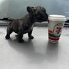 French Bulldog pups available 