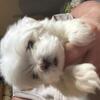 Akc Maltese puppys
