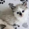 Ragdoll Kittens for sale