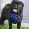 CH Sired - Simon - Puppy Vaccines Completed! - Pad / Crate / Dog Door Trained! - See Video!!