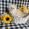 Ragdoll Kittens