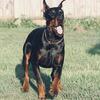 Serbian import available for stud