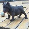 12 week Male pups