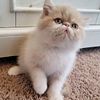 Exotic shorthair kitten