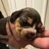 7 week old Beagle Puppies *female*