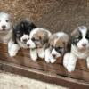 Central Asian Ovcharka (CAO) Puppies - a/k/a Central Asian Shepherd (CAS)