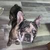 Stud French Bulldog