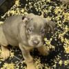 Canecorso 2 months old looking for a forever home shots and papers ready!