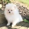 CKC Pomeranian: BOSS