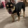 $880 AKC tricolor French bulldog girl for sale florida 7 months old