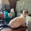 1 Seal Point Siamese male kitten and 1 female Snowshoe cat looking for their forever homes