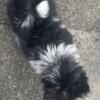 Fluffy Pomeranian female and males available