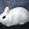 Pet- Dwarf Hotot (Similar to a Netherland)