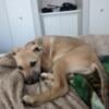 Rambler ~ FREE | Lab Mix | Male | 10 Months Old - Puppy | Licker & Cuddler