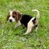 Good looking male Beagle puppy