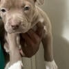 Blue nose Pitbull puppies