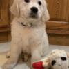 Akc Golden Retriever puppies