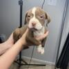 American bully and American pitbull mix puppies for sale cheap