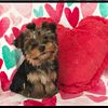 CHRISTMAS Ready AKC teacup/ toy yorkie puppies